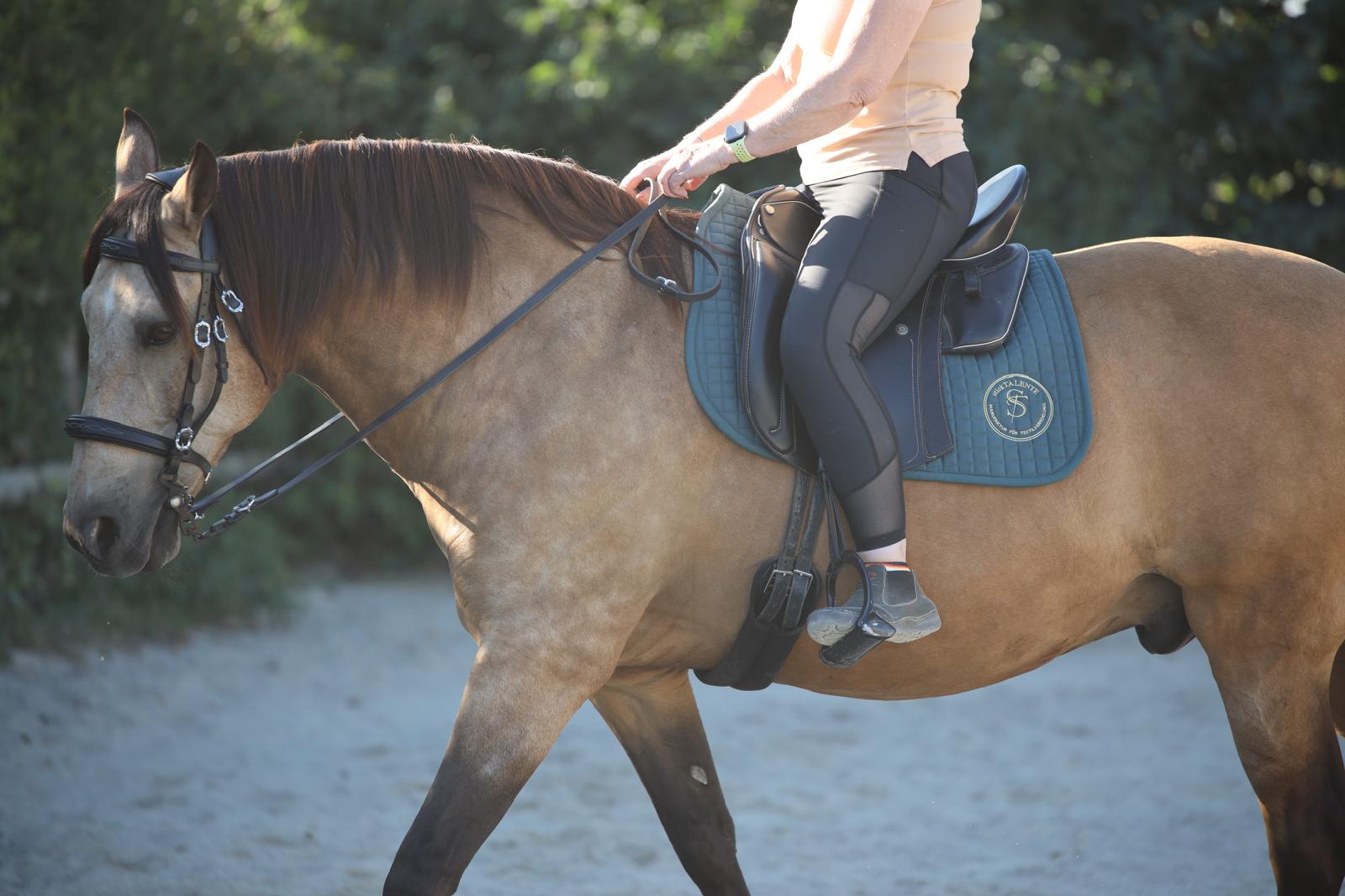 Pferd mit bestickter Satteldecke im Reitsport-Einsatz